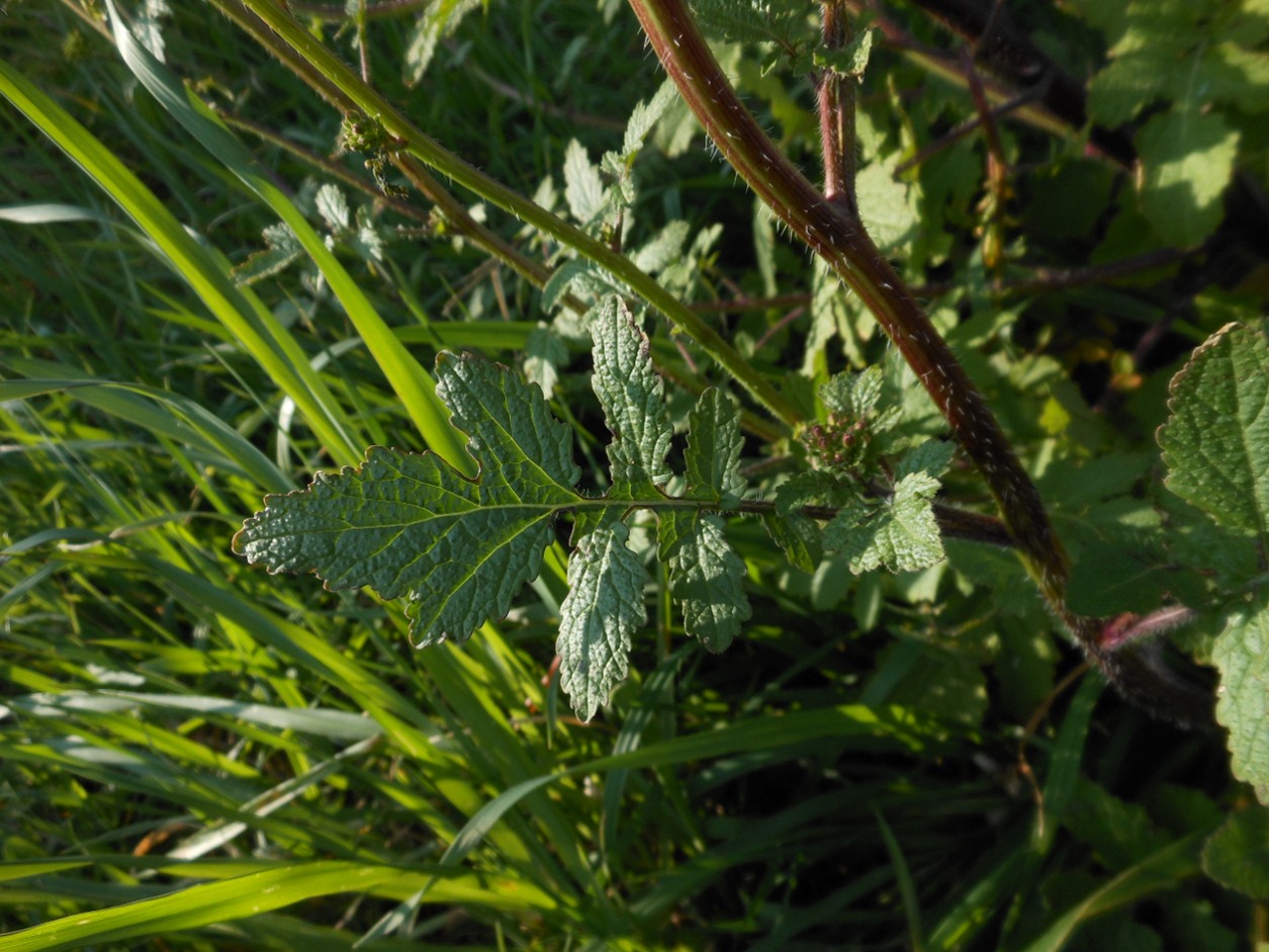 Sinapis alba L. subsp. mairei (H. Lindb.) Maire